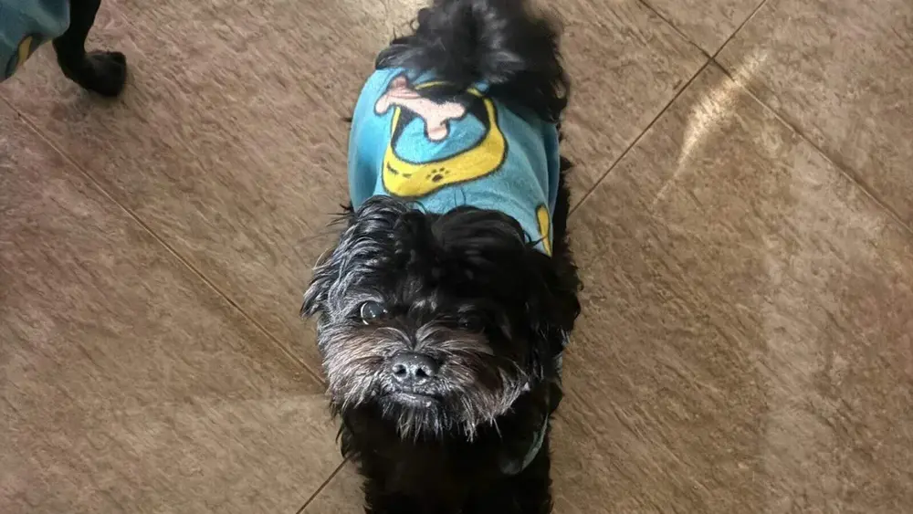 Cachorro Apolo desaparece no Vida Nova; família pede ajuda