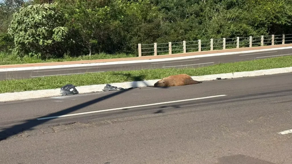 Capivara morre atropelada na Avenida Mato Grosso em Campo Grande