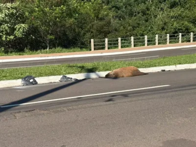 Capivara morre atropelada na Avenida Mato Grosso em Campo Grande