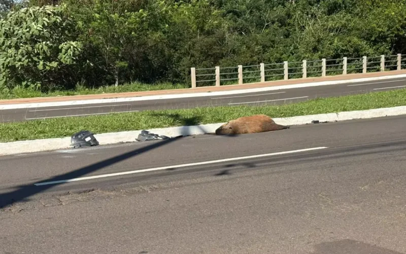Capivara morre atropelada na Avenida Mato Grosso em Campo Grande
