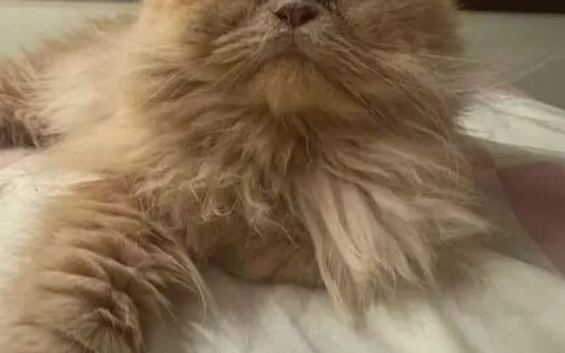 Gato persa Gordo desaparece em Campo Grande e tutora pede ajuda