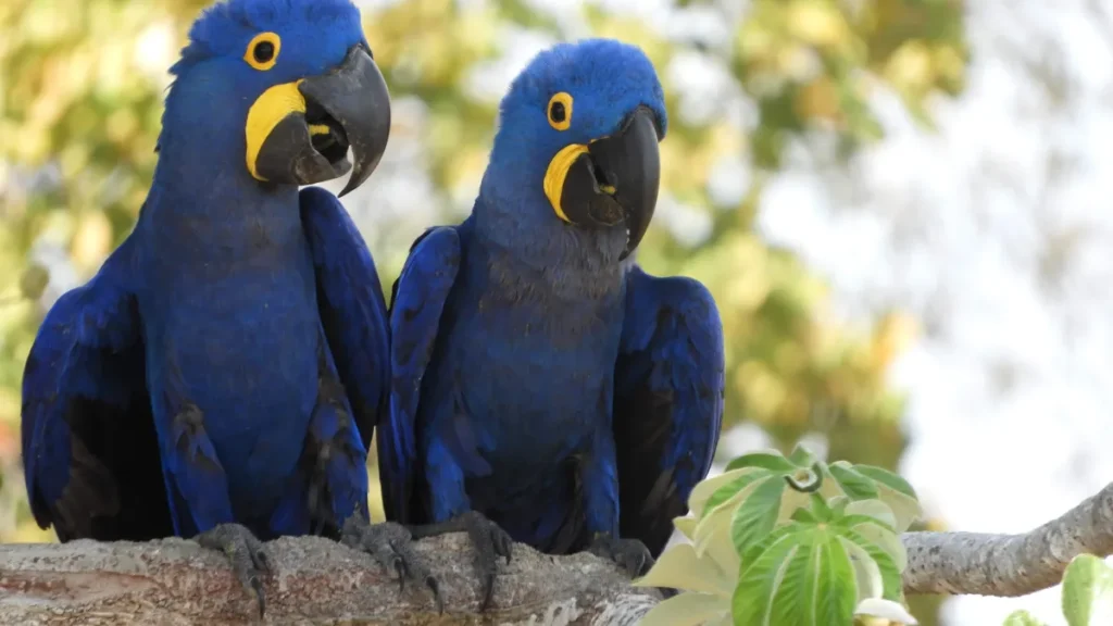 Incêndios no Pantanal recolocam arara-azul na lista de vulneráveis