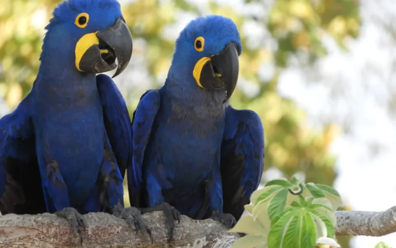 Incêndios no Pantanal recolocam arara-azul na lista de vulneráveis