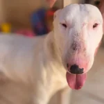 Bull terrier é resgatado em padaria e tutor é procurado
