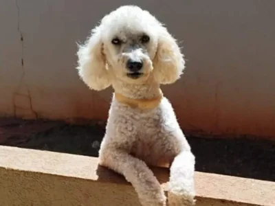 Poodle com epilepsia desaparece no Tijuca; família faz apelo
