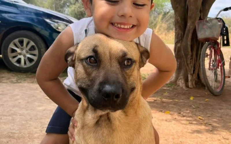 Cachorro atacado por pitbull precisa de doador de sangue urgente