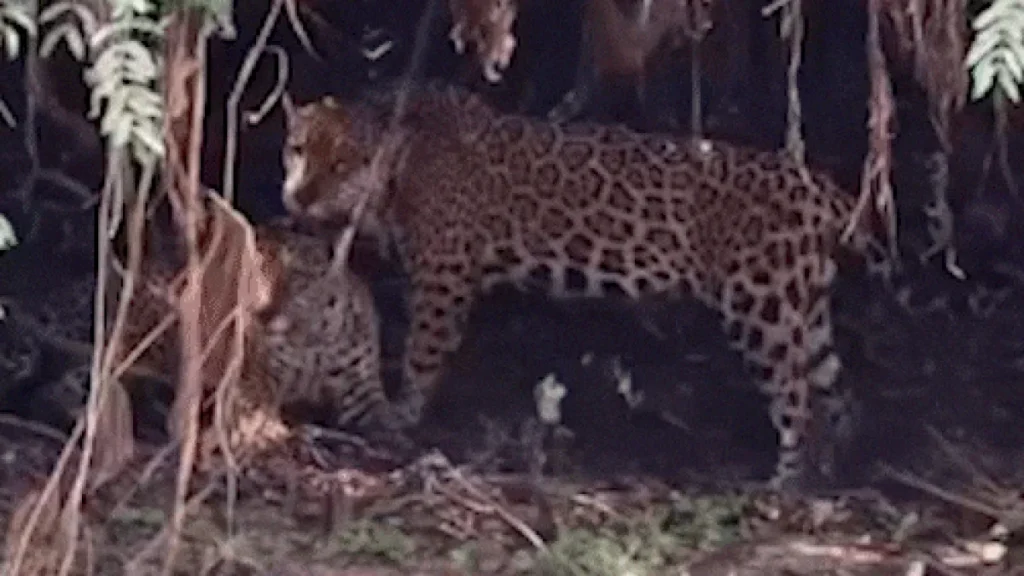 Onças-pintadas trocam afeto em raro registro no Pantanal