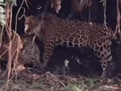 Onças-pintadas trocam afeto em raro registro no Pantanal