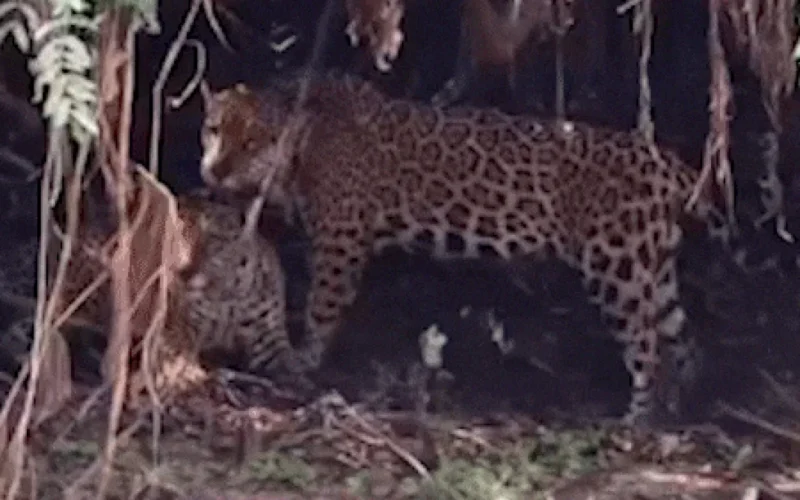 Onças-pintadas trocam afeto em raro registro no Pantanal