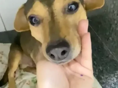 Cão Sorriso, vítima de abandono e atropelamento, busca um lar