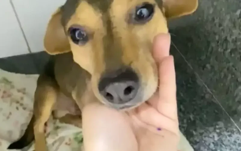 Cão Sorriso, vítima de abandono e atropelamento, busca um lar