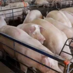 MS amplia produção de suínos em 18%, mas preço cai 25%