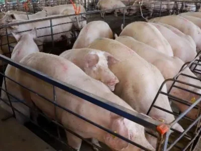 MS amplia produção de suínos em 18%, mas preço cai 25%