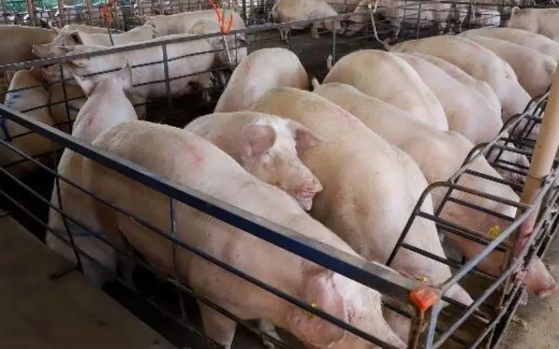 MS amplia produção de suínos em 18%, mas preço cai 25%